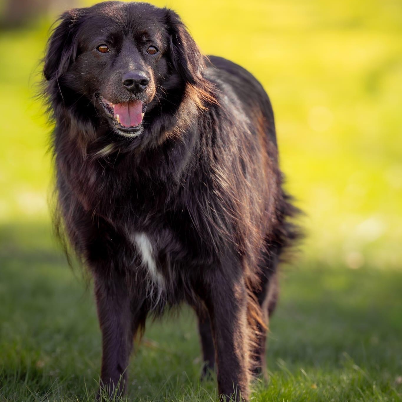 Clyde, a ADOPTABLE Mixed Breed in Head of Saint Margarets Bay, NS image 5/5
