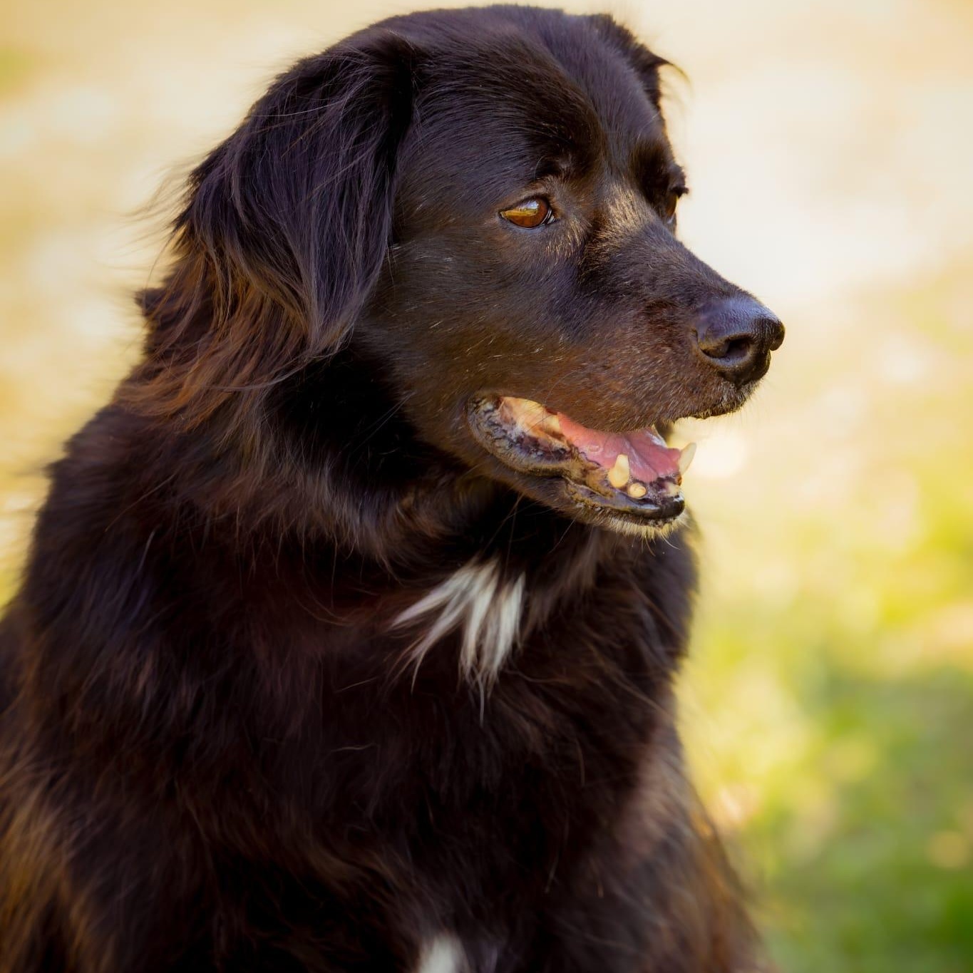 Clyde, a ADOPTABLE Mixed Breed in Head of Saint Margarets Bay, NS image 4/5
