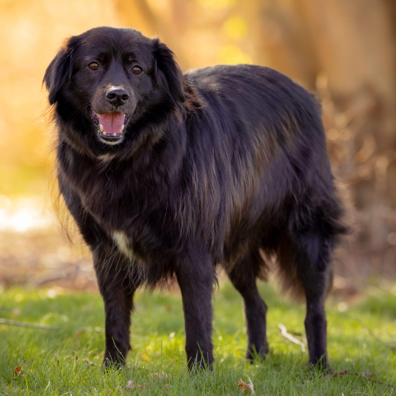 Clyde, a ADOPTABLE Mixed Breed in Head of Saint Margarets Bay, NS image 2/5