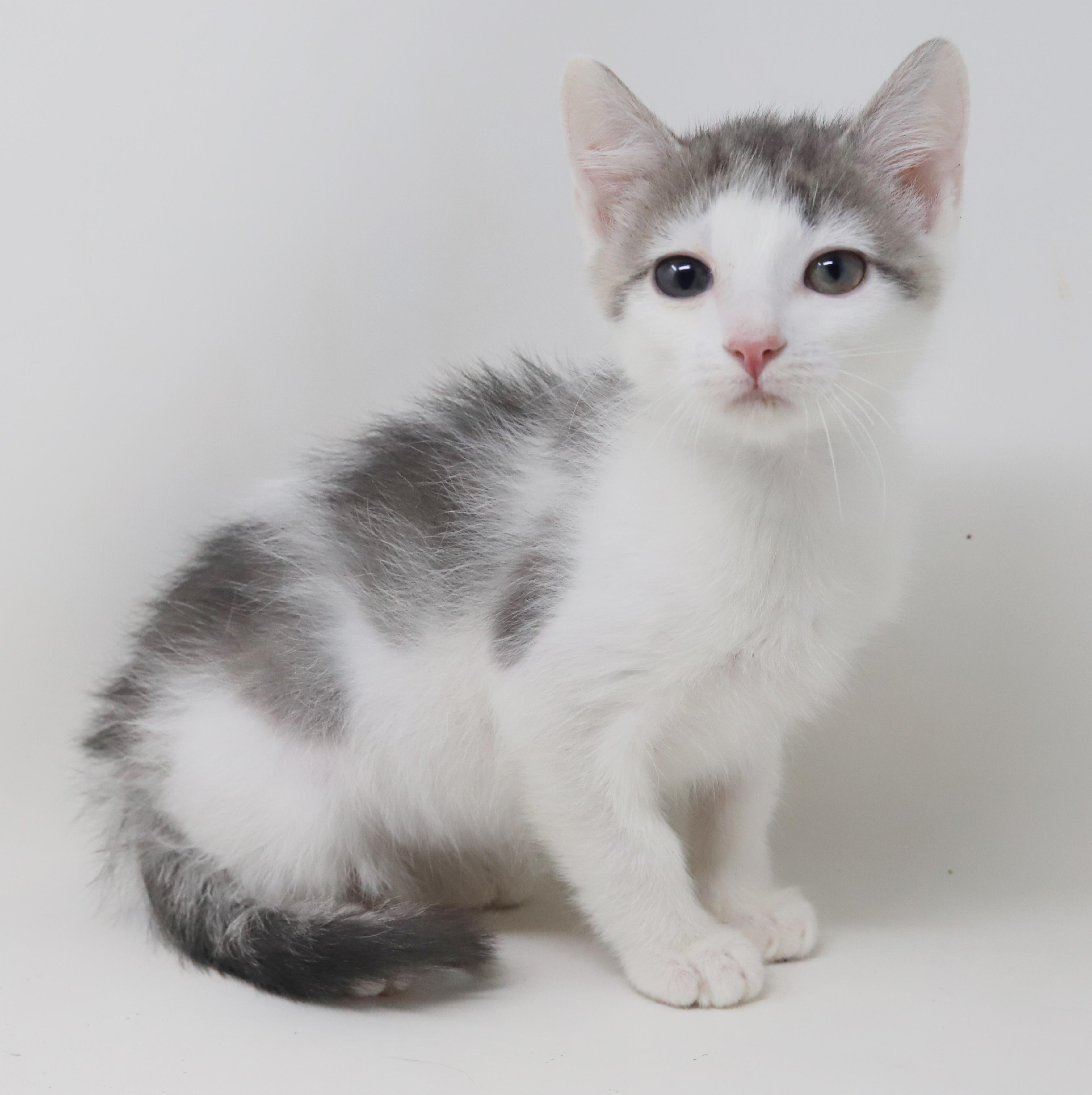 Derby is ready to race into your heart!