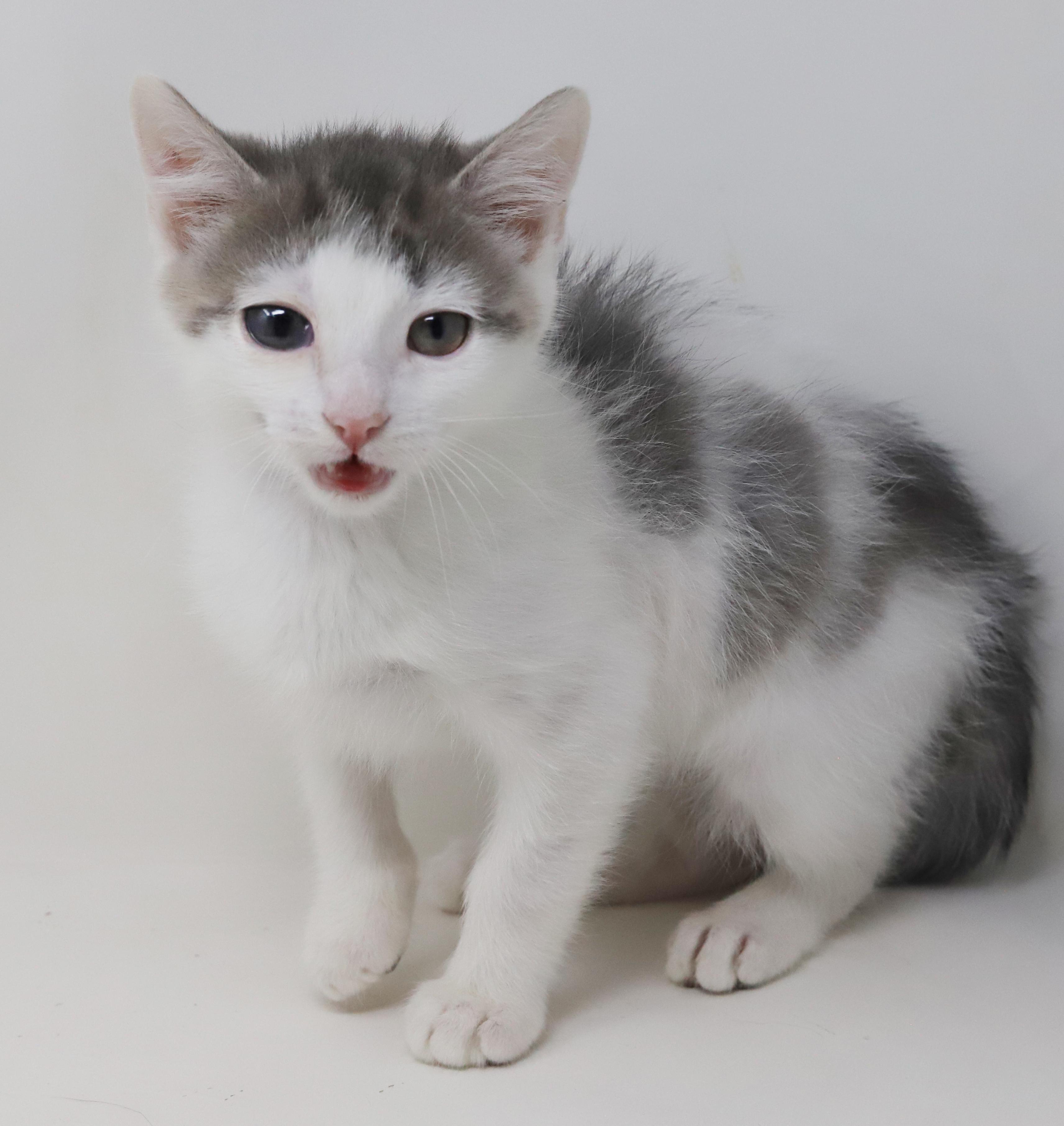 Derby is ready to race into your heart!