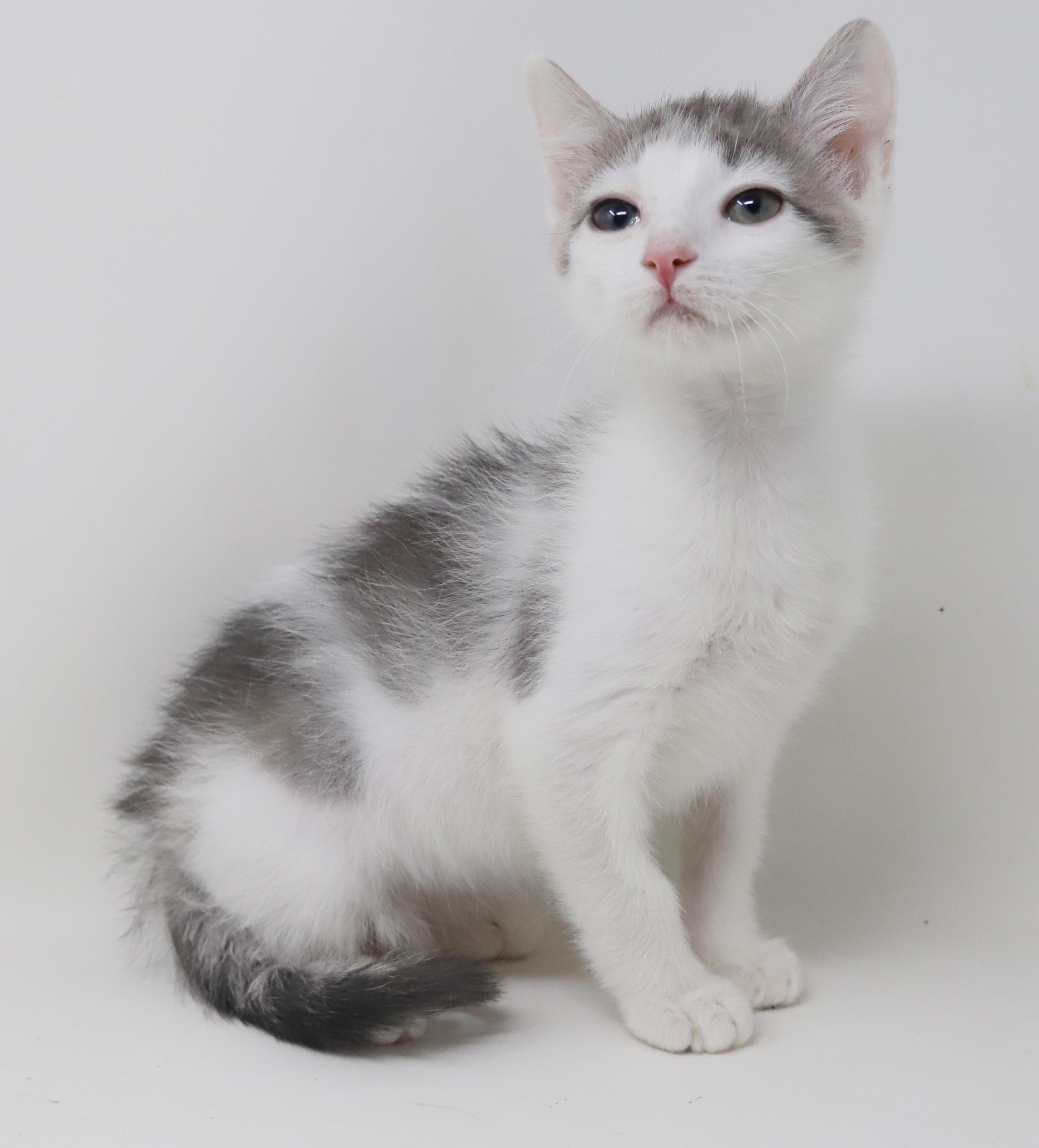 Derby is ready to race into your heart!