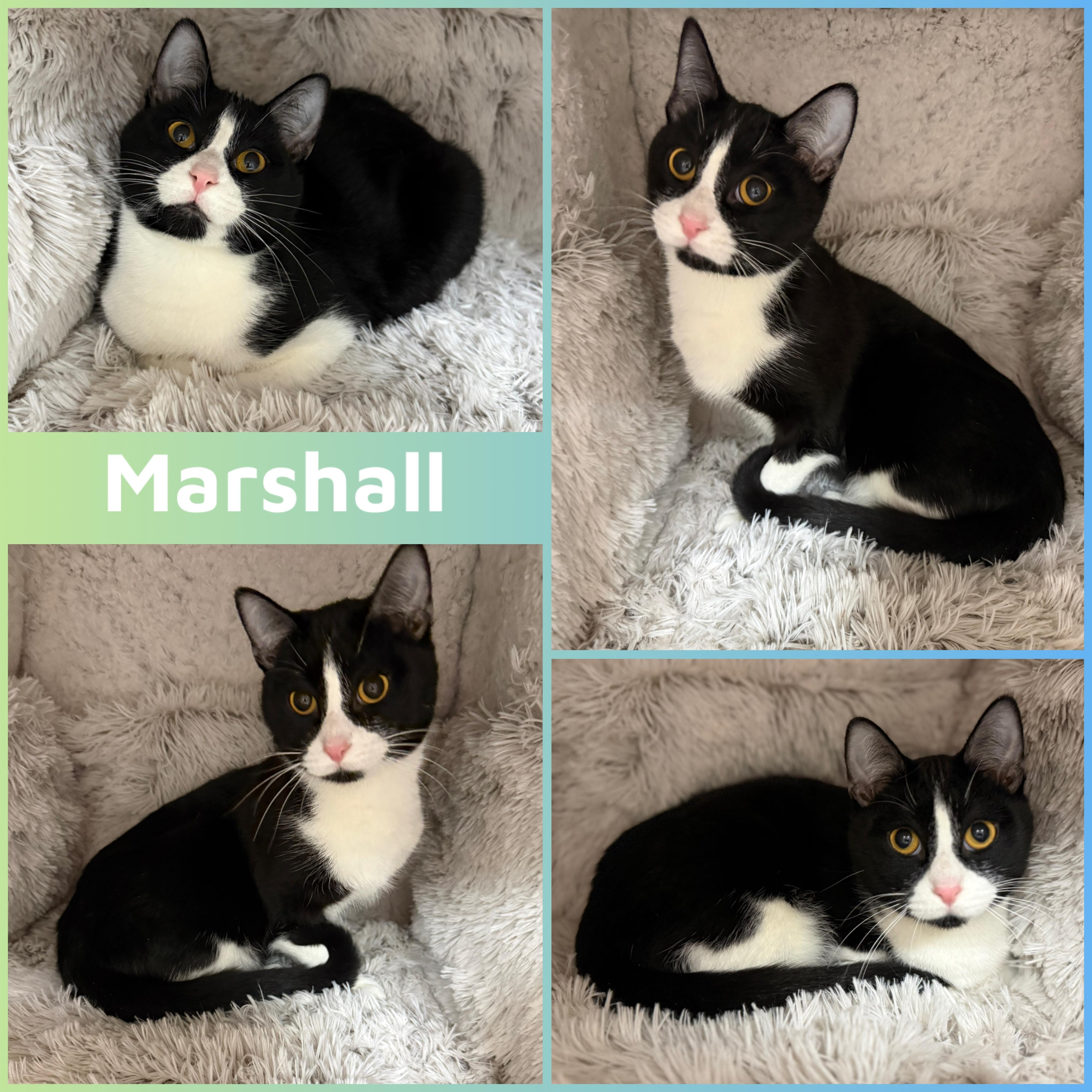 Marshall, ADOPTABLE, Young Male Domestic Short Hair.