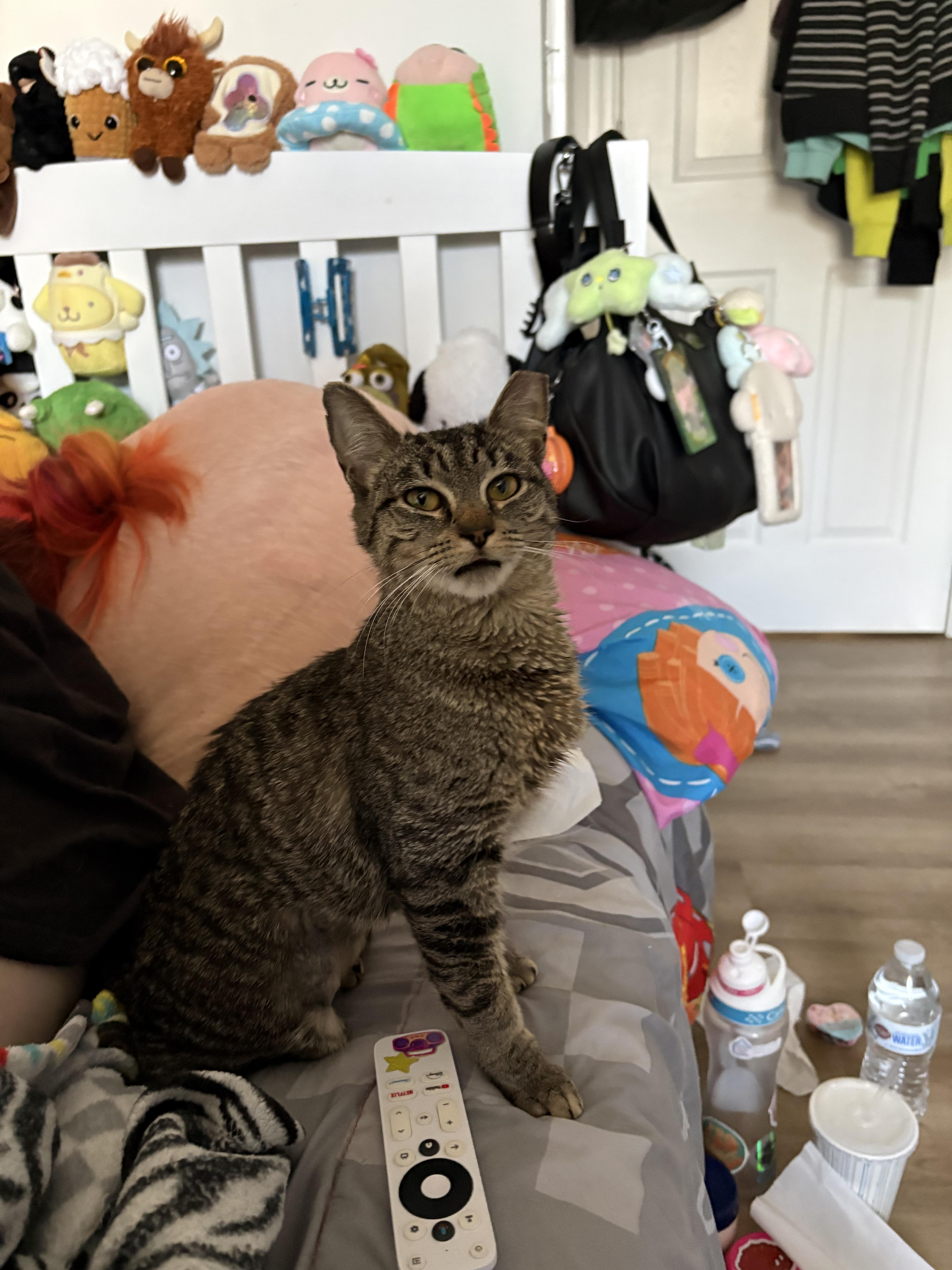 Enlarge Jalapeño, a Adoptable mixed breed in Westville, NJ image 2/3