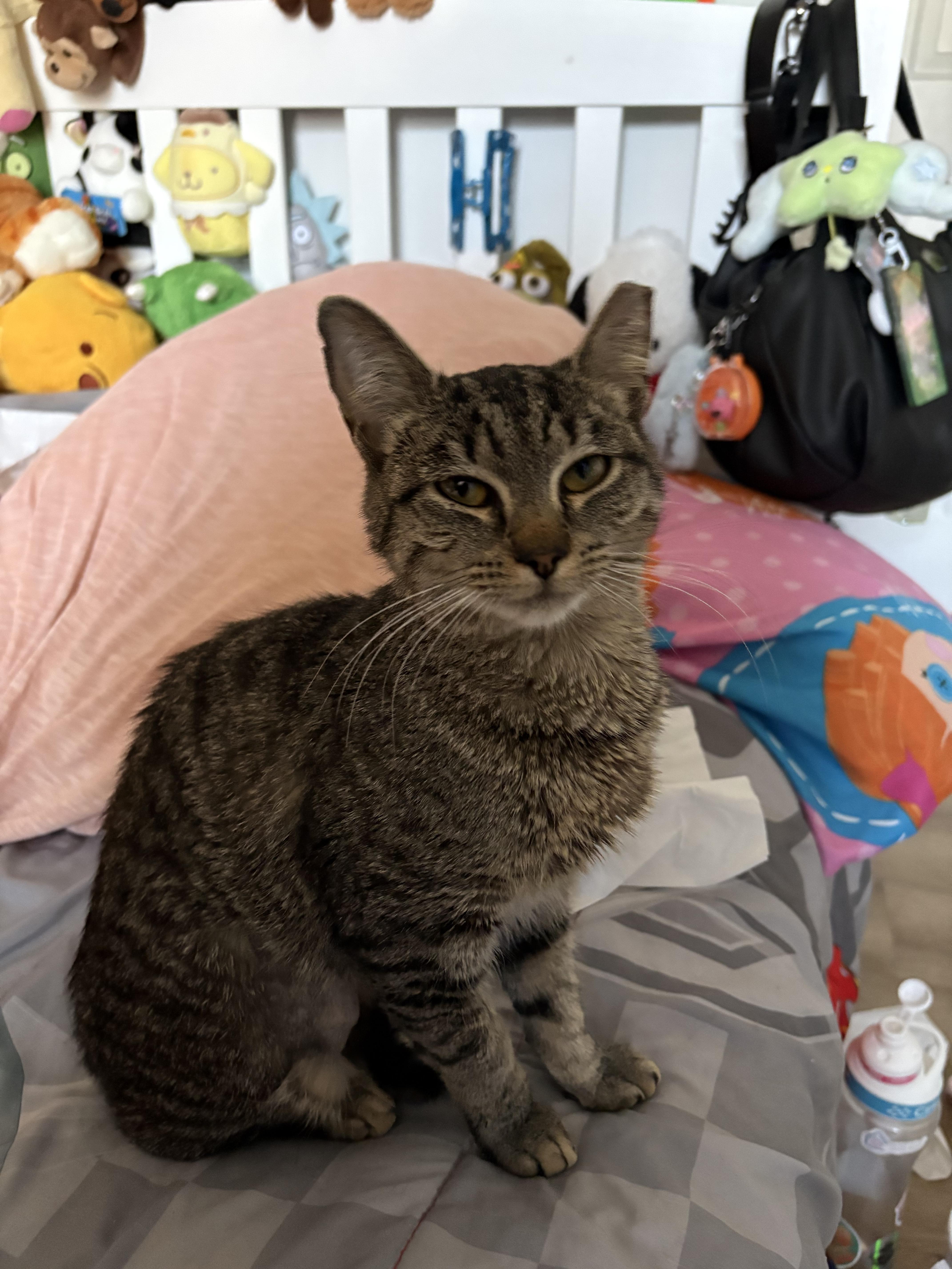 Enlarge Jalapeño, a Adoptable mixed breed in Westville, NJ image 3/3