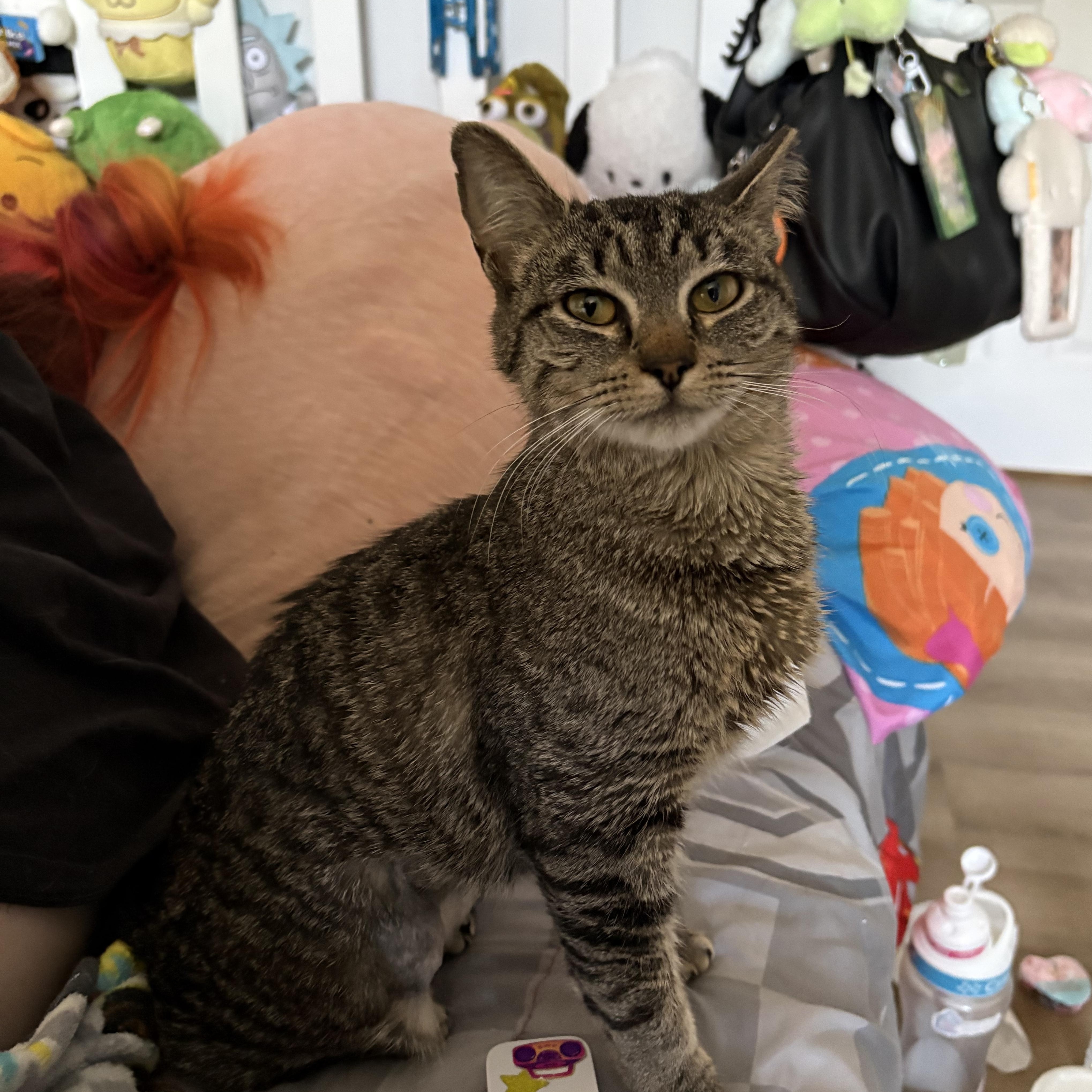 Enlarge Jalapeño, a Adoptable mixed breed in Westville, NJ image 1/3