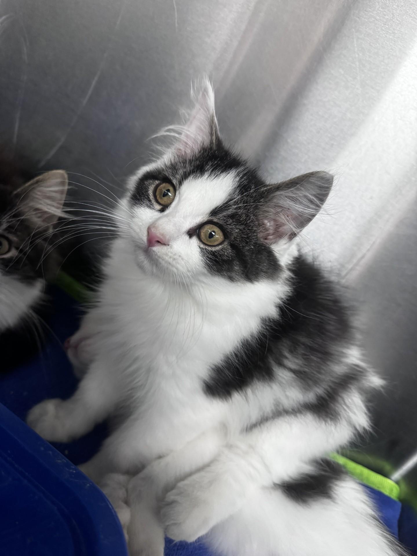 Russell, an adopted Domestic Medium Hair in Pottsville, PA image 1/2