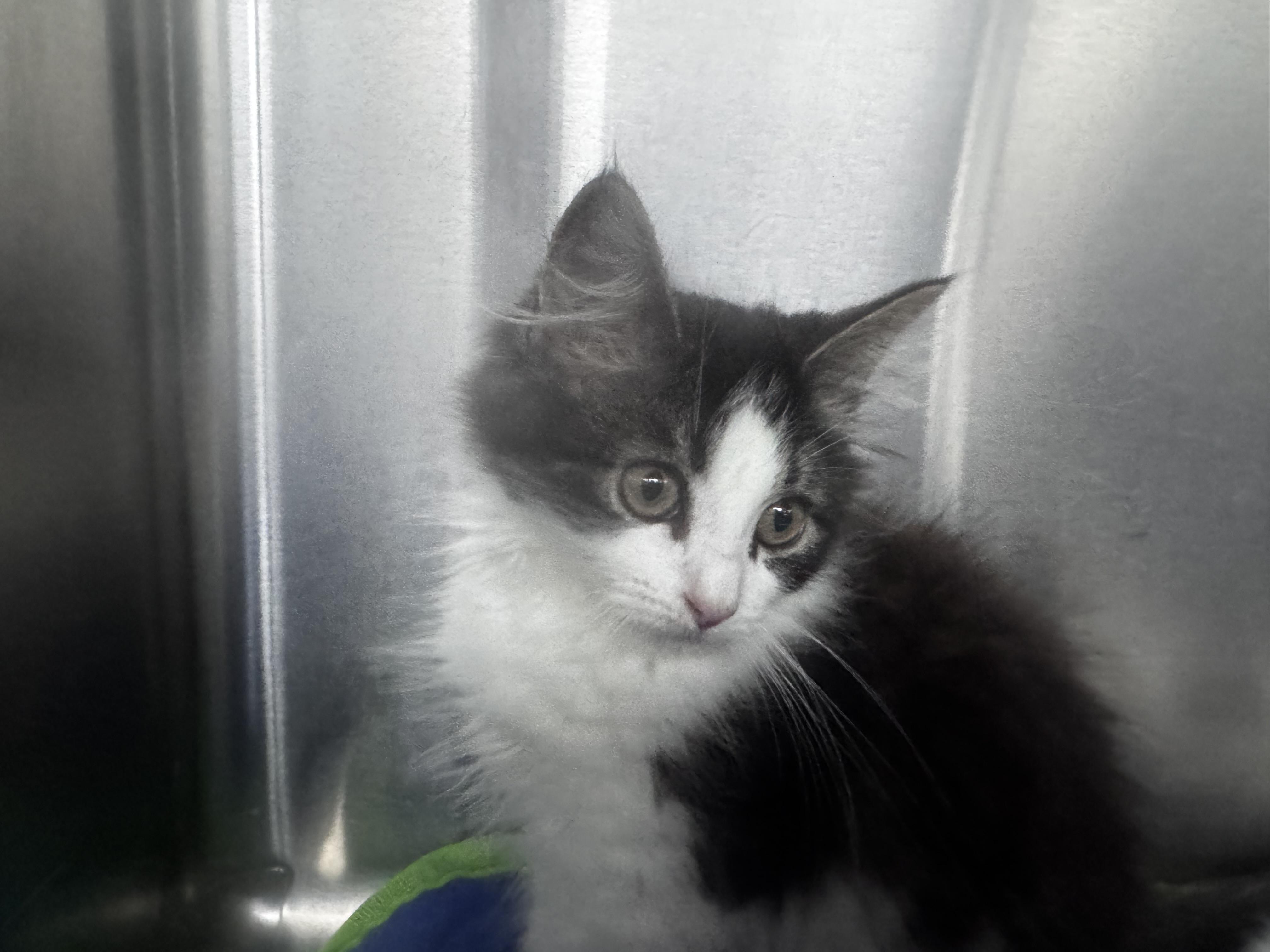 Enlarge Russell, a ADOPTABLE Domestic Medium Hair in Pottsville, PA image 2/3