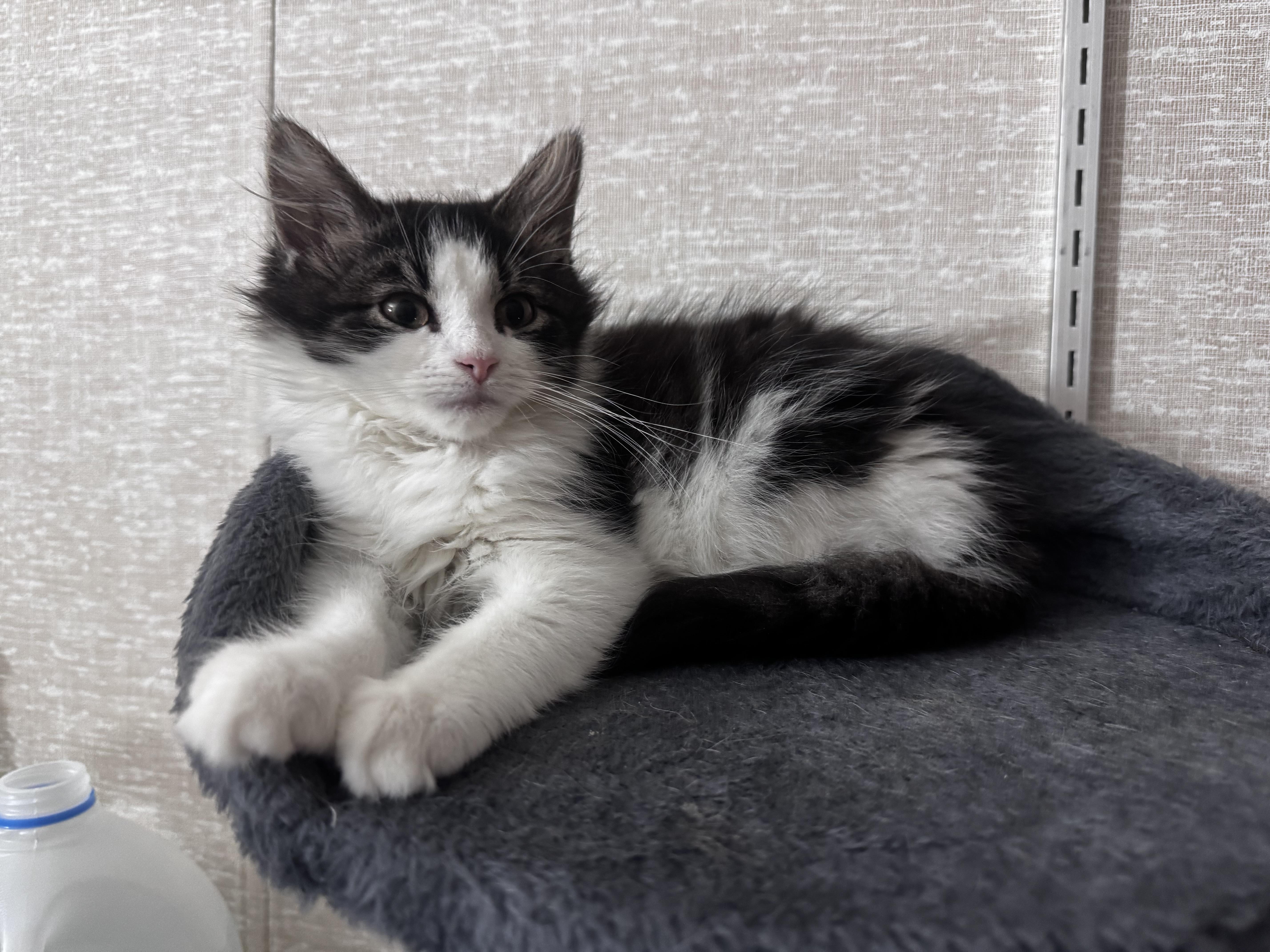 Russell, ADOPTABLE, Kitten Male Domestic Medium Hair.