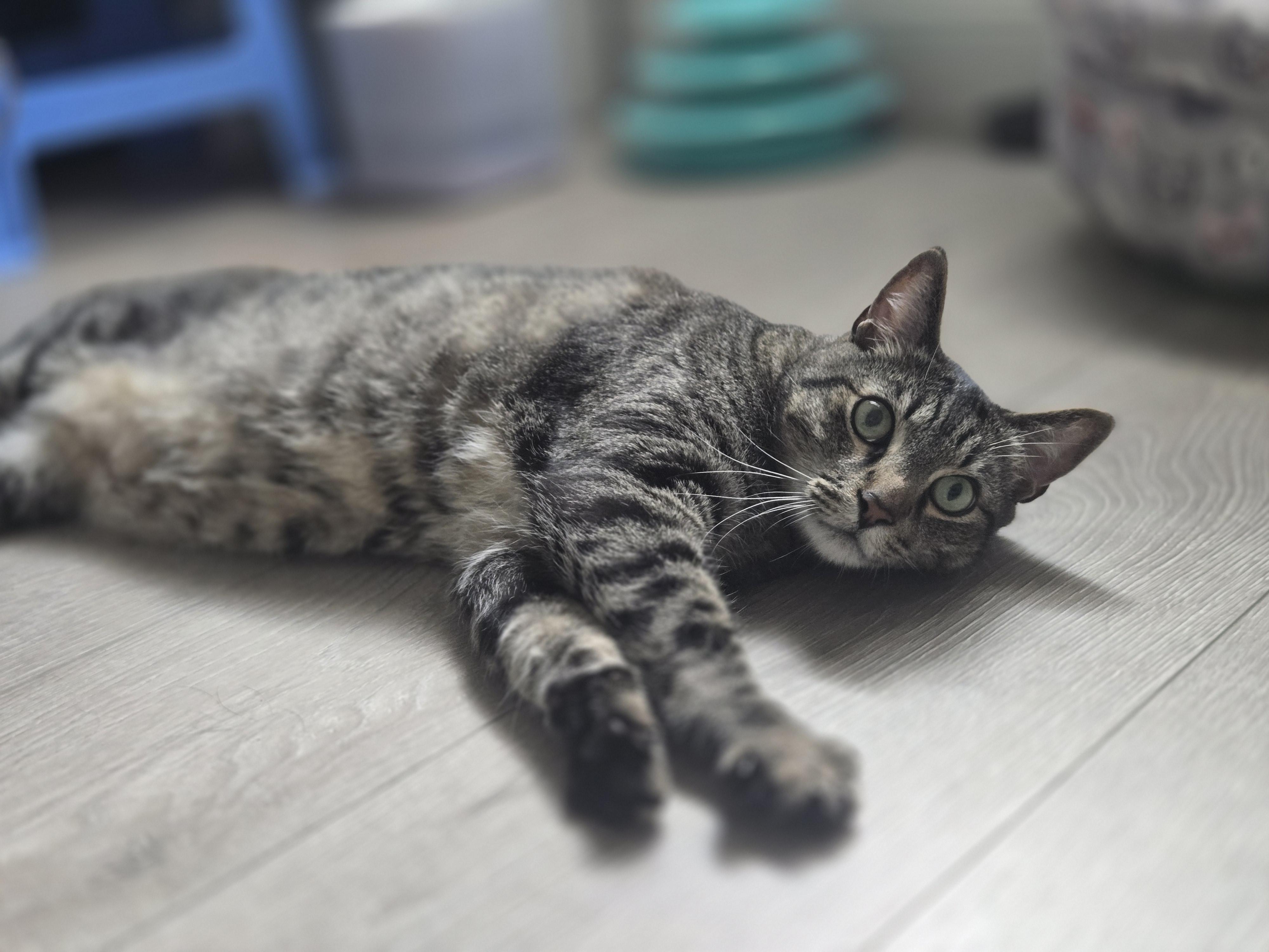 Enlarge Elton, a ADOPTABLE mixed breed in Hermosa Beach, CA image 2/6