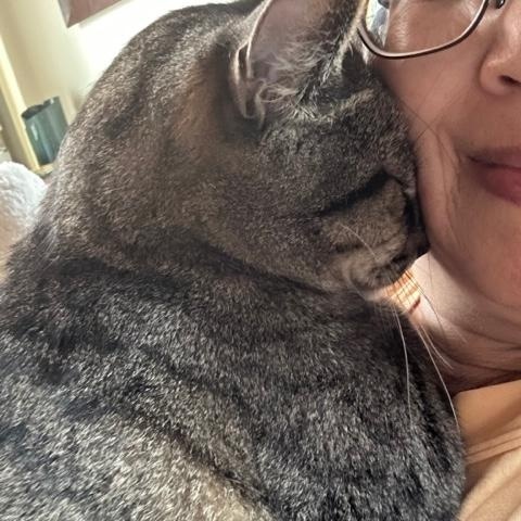 Enlarge Elton, a ADOPTABLE mixed breed in Hermosa Beach, CA image 3/6