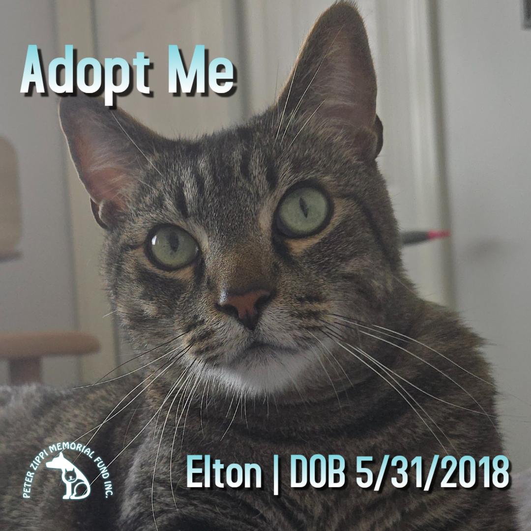 Elton, ADOPTABLE, Adult Male Tabby & Domestic Short Hair.