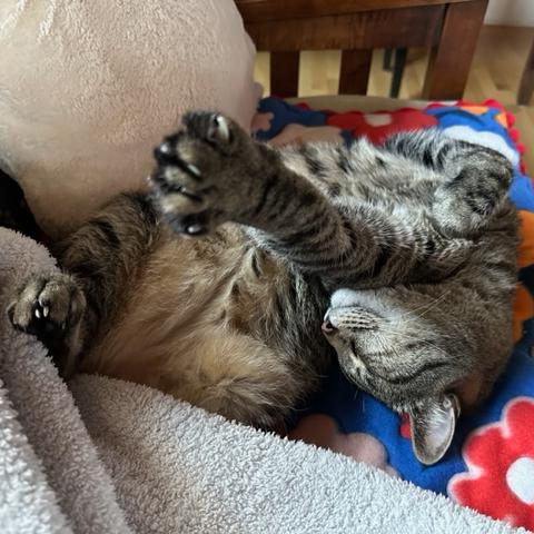 Enlarge Elton, a ADOPTABLE mixed breed in Hermosa Beach, CA image 5/6