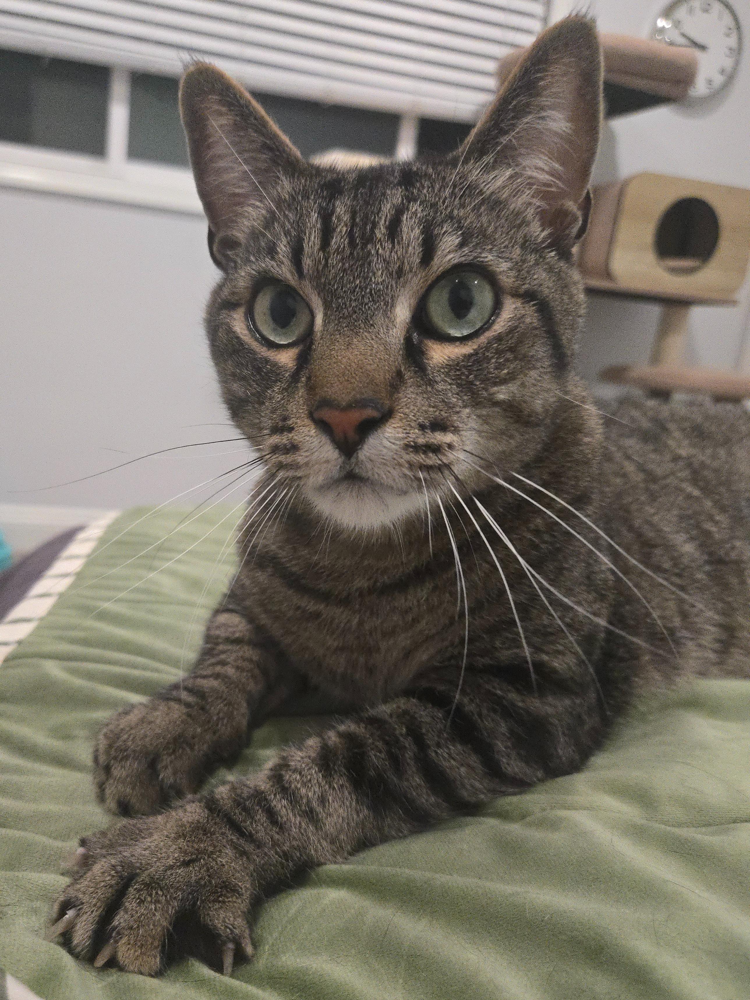 Enlarge Elton, a ADOPTABLE mixed breed in Hermosa Beach, CA image 4/6