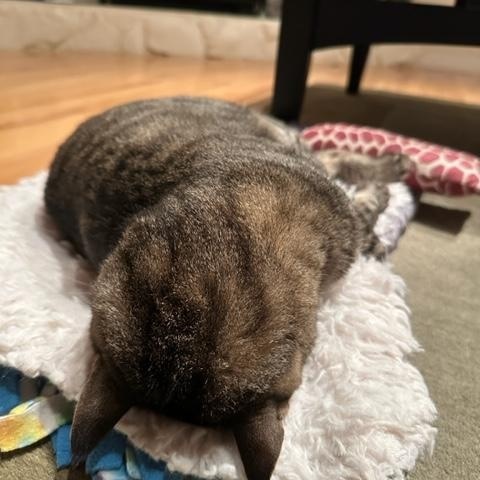 Enlarge Elton, a ADOPTABLE mixed breed in Hermosa Beach, CA image 6/6