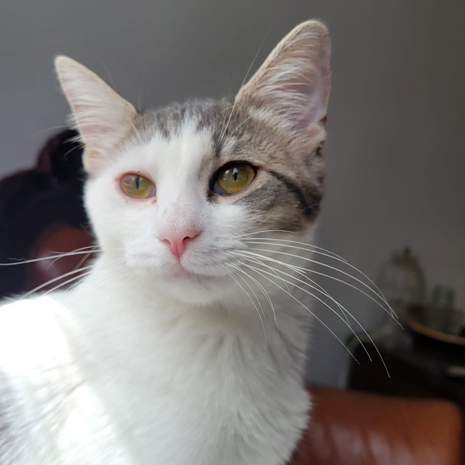 Custard Domestic Short Hair Cat