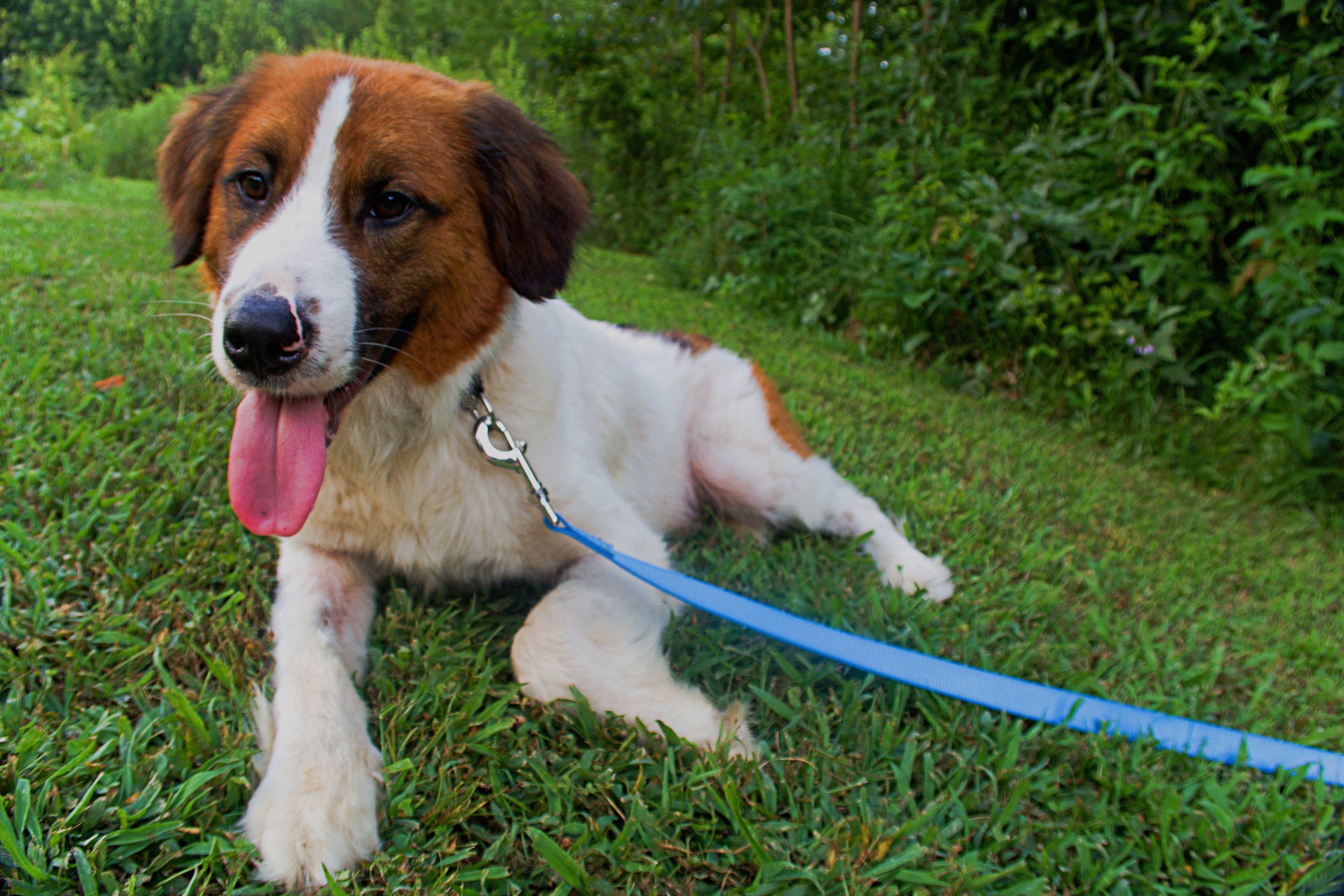 Lincoln, a Adopted mixed breed in Gradyville, KY image 1/8