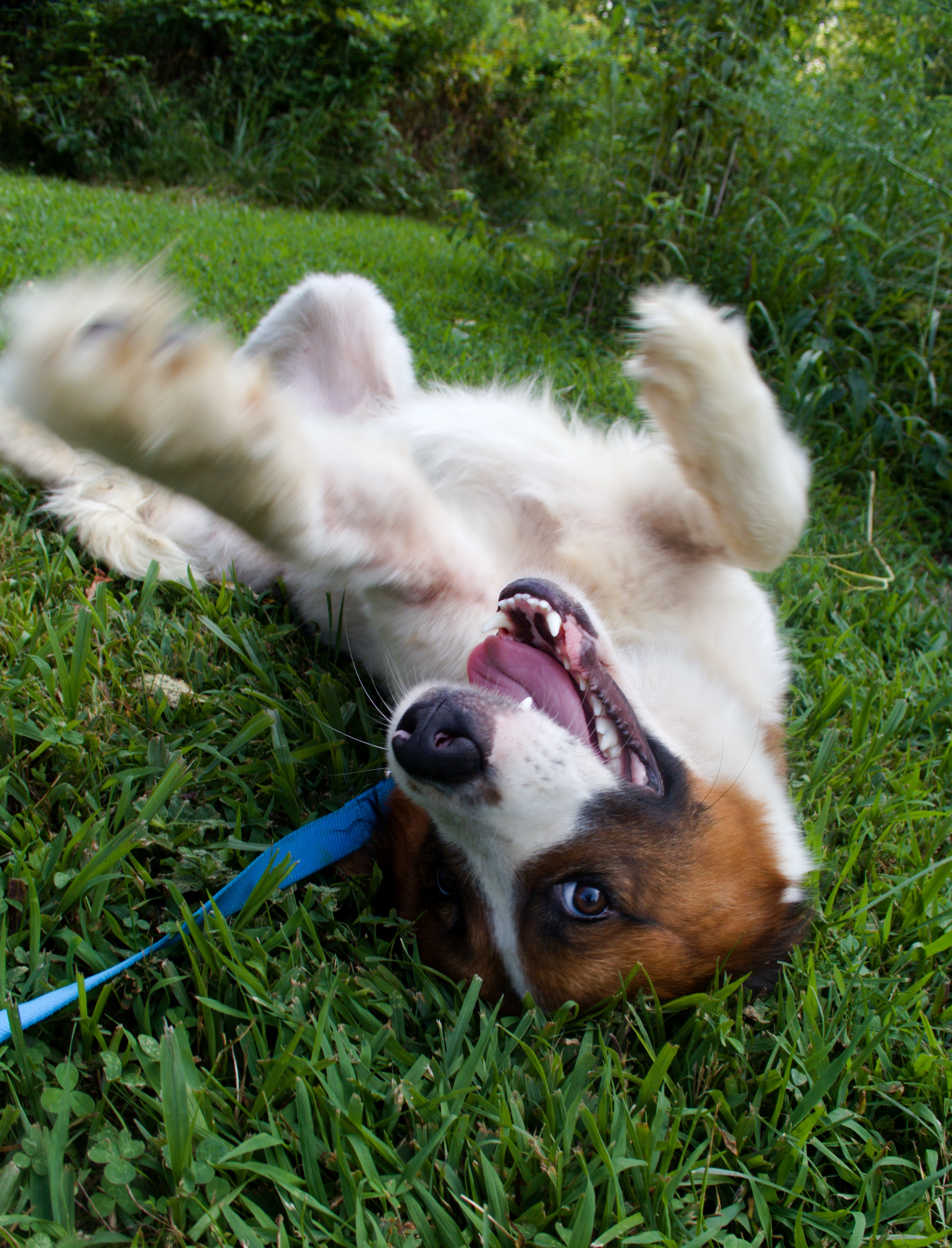 Lincoln, a Adopted mixed breed in Gradyville, KY image 2/8