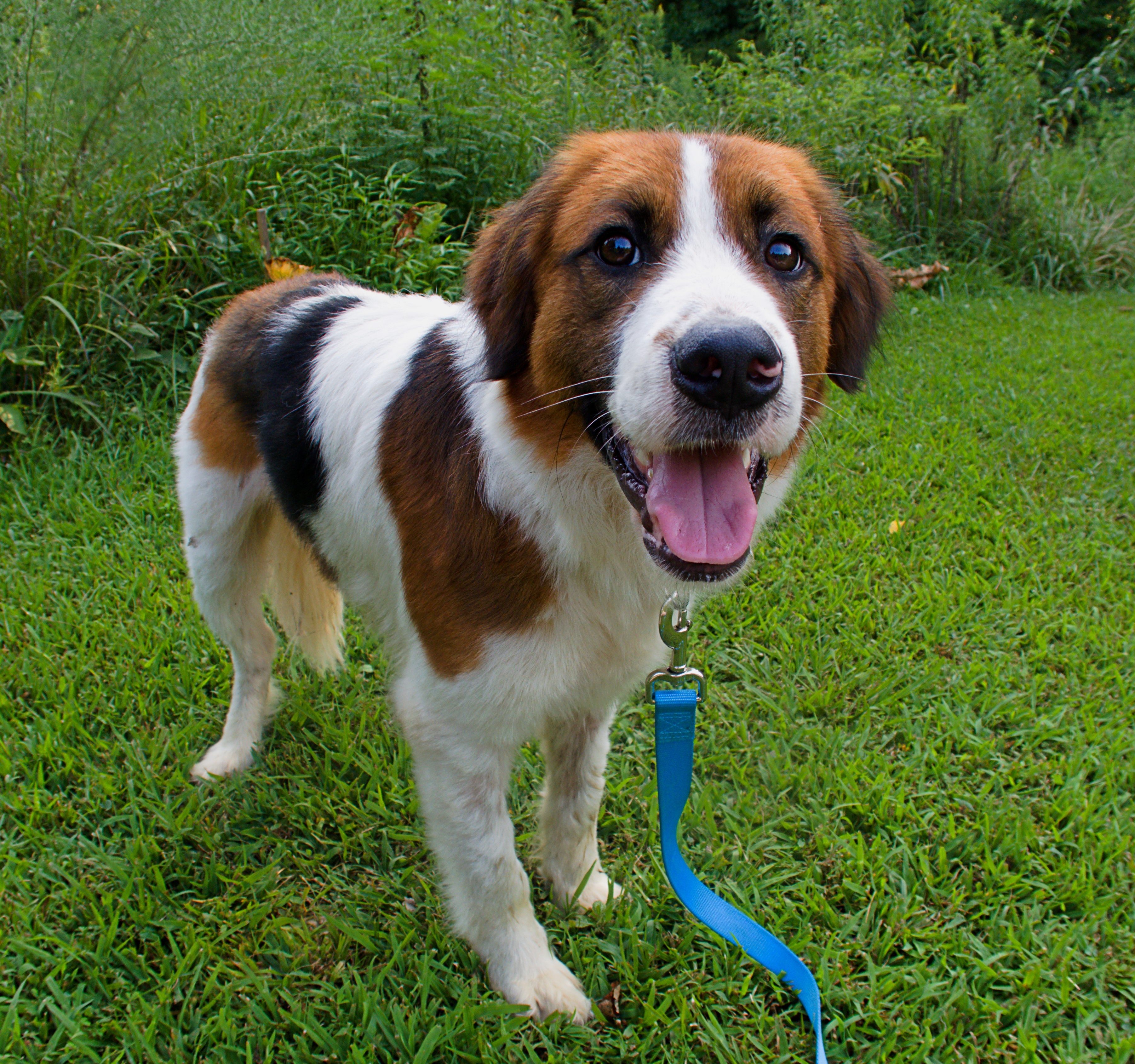 Lincoln, a Adopted mixed breed in Gradyville, KY image 3/8