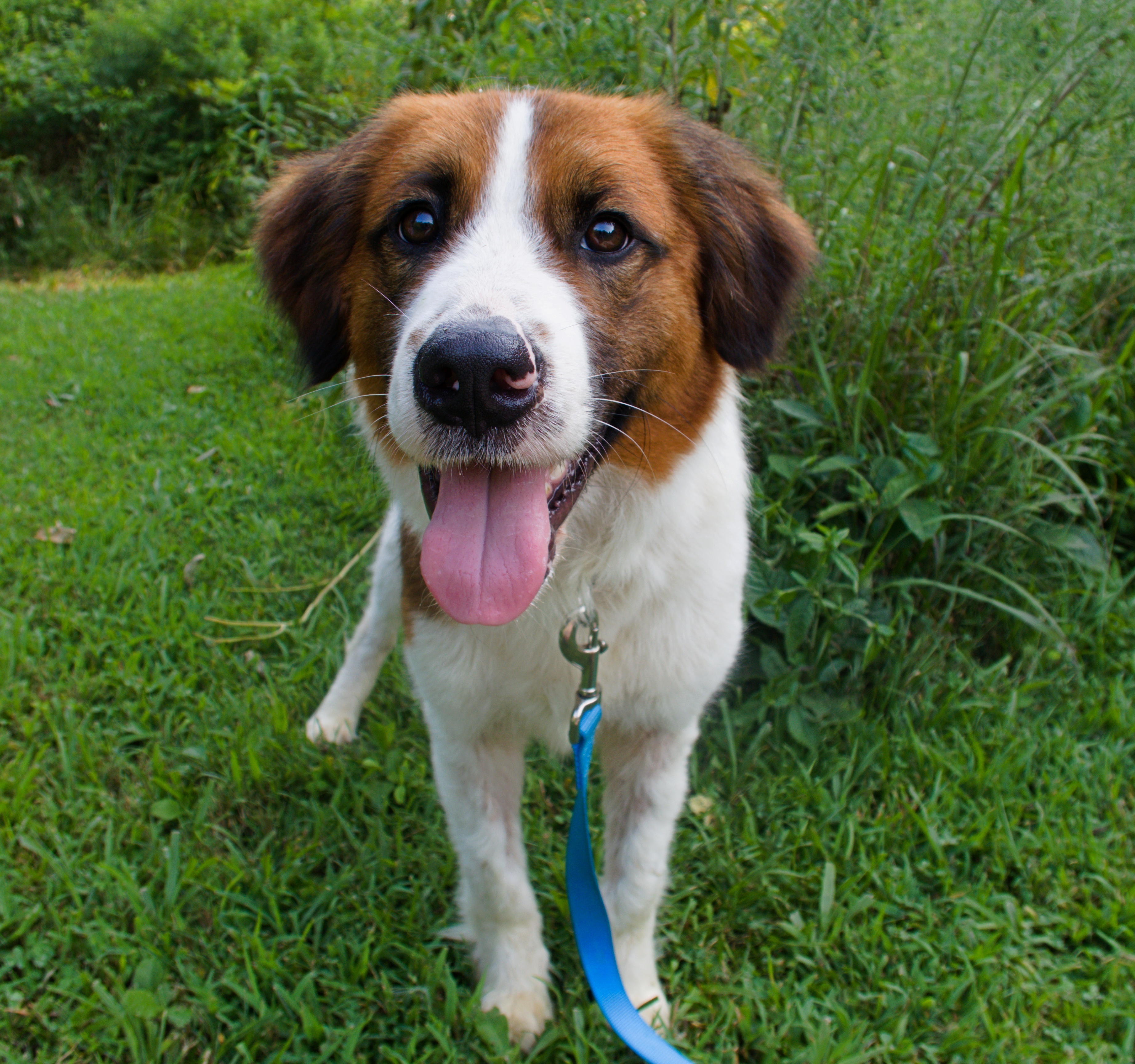 Lincoln, a Adopted mixed breed in Gradyville, KY image 4/8