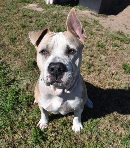Play-Doh, a Adoptable mixed breed in Inverness, FL image 1/2