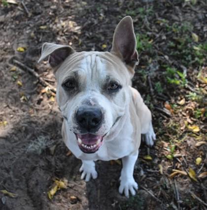 Play-Doh, a Adoptable mixed breed in Inverness, FL image 2/2