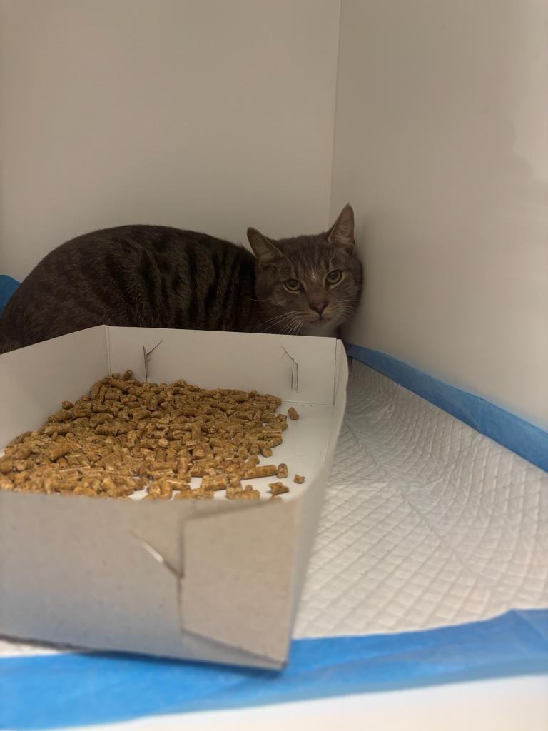 Zero, Adoptable, Adult Male Domestic Short Hair.