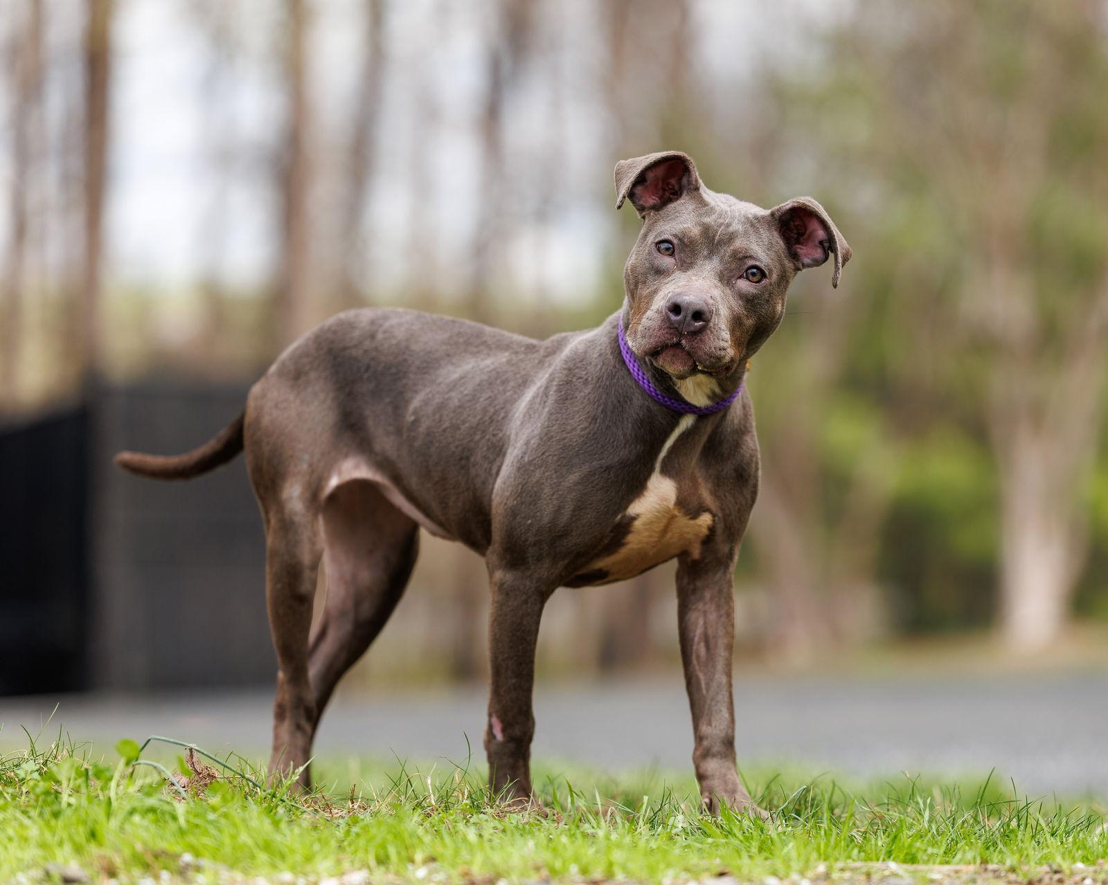 Enlarge Velma, a Adopted Mixed Breed in Durham, NC image 1/1