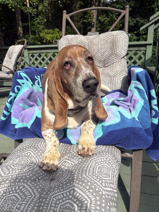 Enlarge PICCOLO, an adopted Basset Hound in Millerstown, PA image 2/6