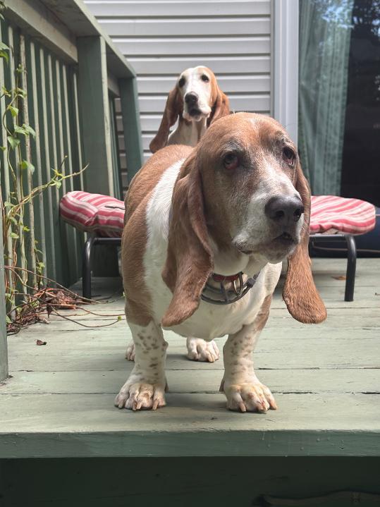 Enlarge PICCOLO, an adopted Basset Hound in Millerstown, PA image 5/6
