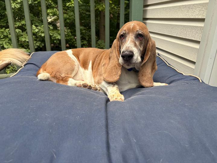 Enlarge PICCOLO, an adopted Basset Hound in Millerstown, PA image 4/6