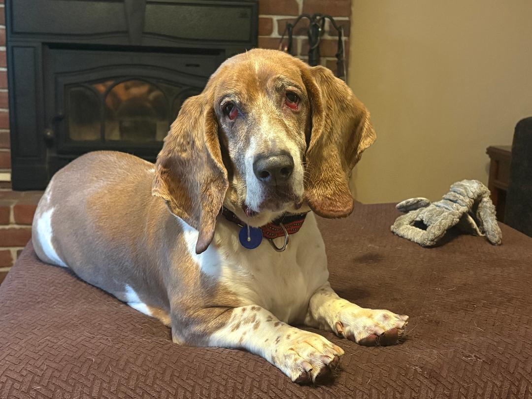 PICCOLO, adopted, Adult Male Basset Hound.