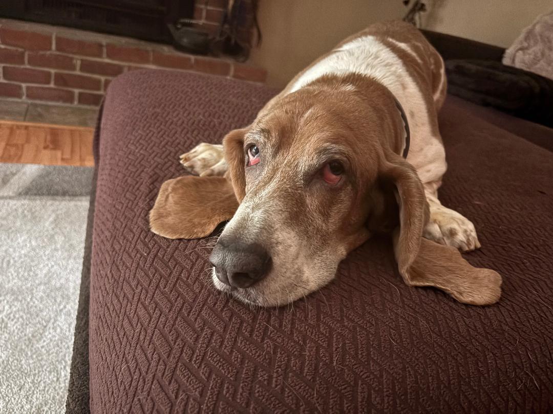 Enlarge PICCOLO, an adopted Basset Hound in Millerstown, PA image 6/6