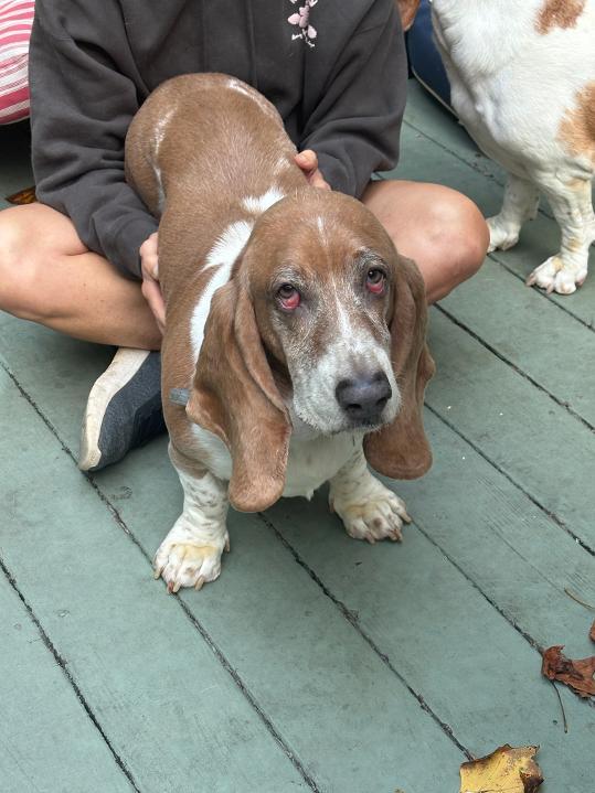 Enlarge PICCOLO, an adopted Basset Hound in Millerstown, PA image 3/6
