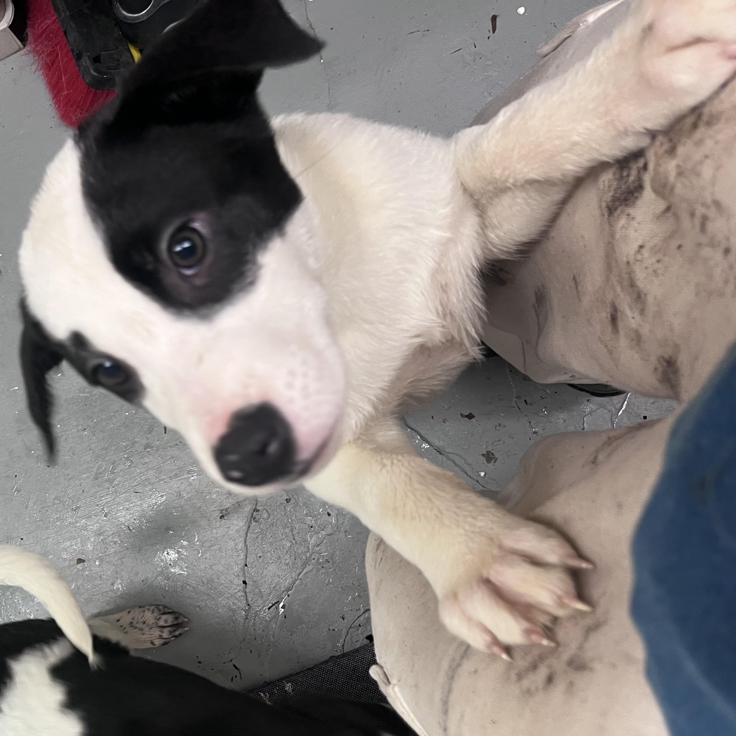 Bonnie, a ADOPTABLE Mixed Breed in Shelton, WA image 1/3