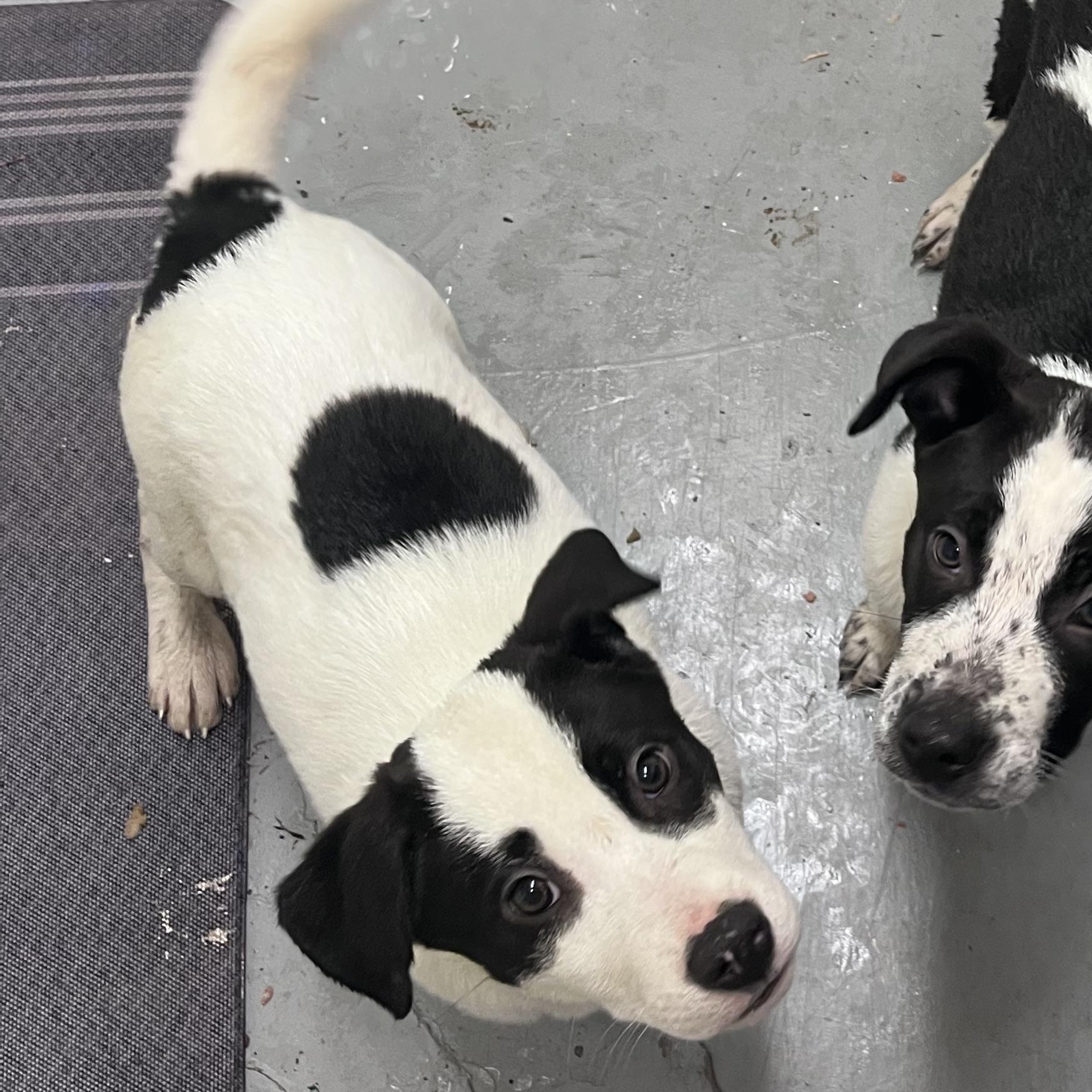 Bonnie, a ADOPTABLE Mixed Breed in Shelton, WA image 2/3