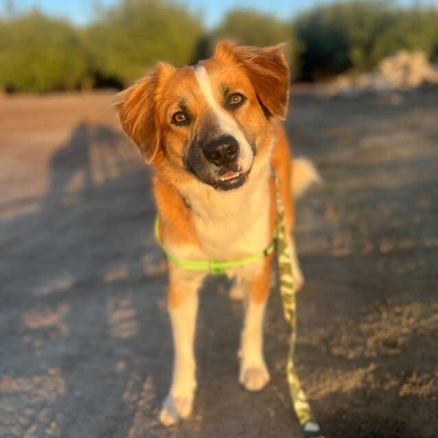 Mylo