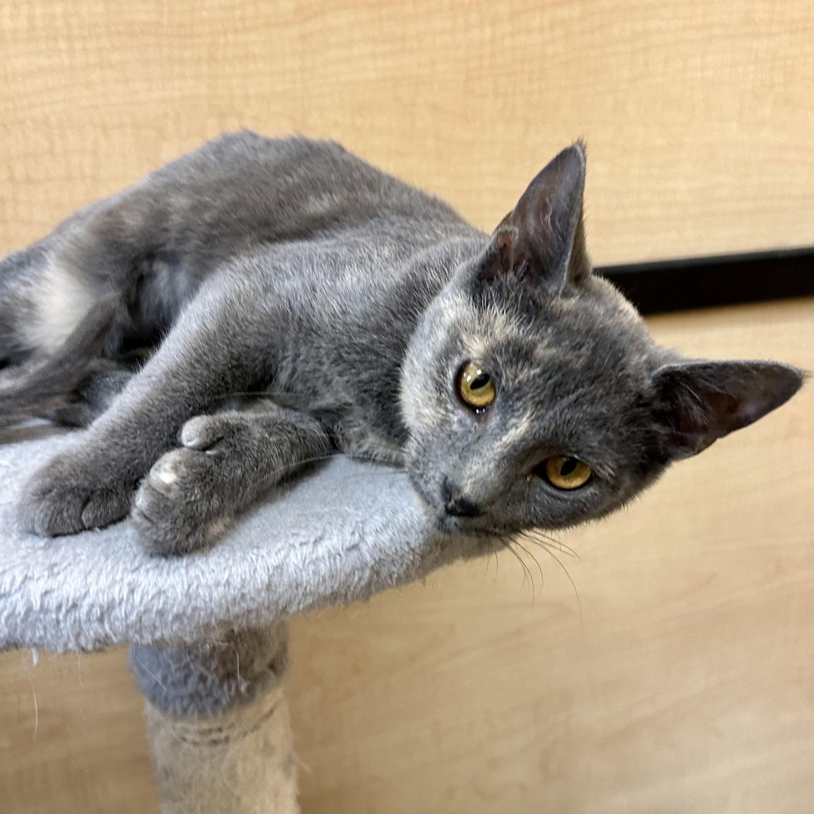 Enlarge Shock - Nightmare Before Christmas, a Adoptable Domestic Short Hair in Norwood, OH image 1/3