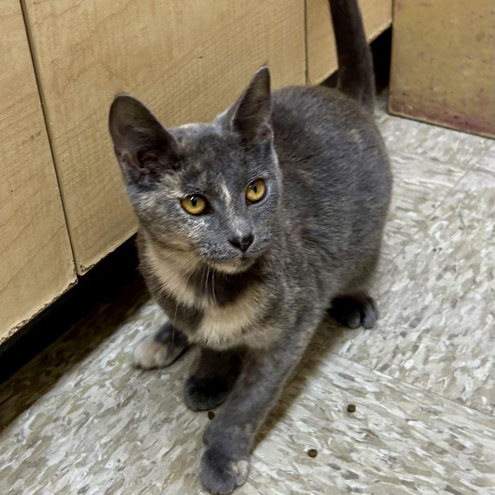 Enlarge Shock - Nightmare Before Christmas, a Adoptable Domestic Short Hair in Norwood, OH image 3/3