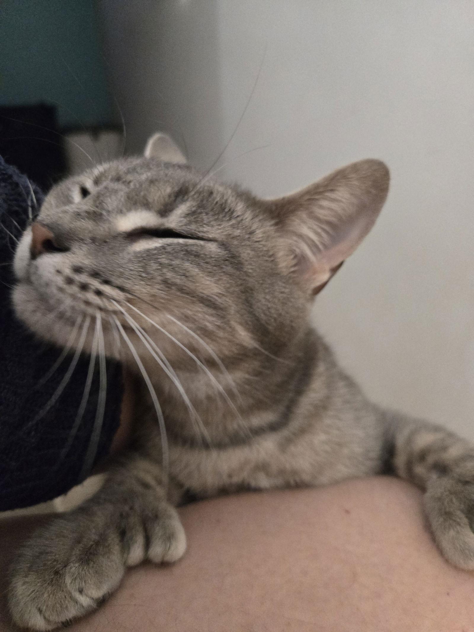 Shock - Nightmare Before Christmas, a Adoptable Domestic Short Hair in Norwood, OH image 2/2