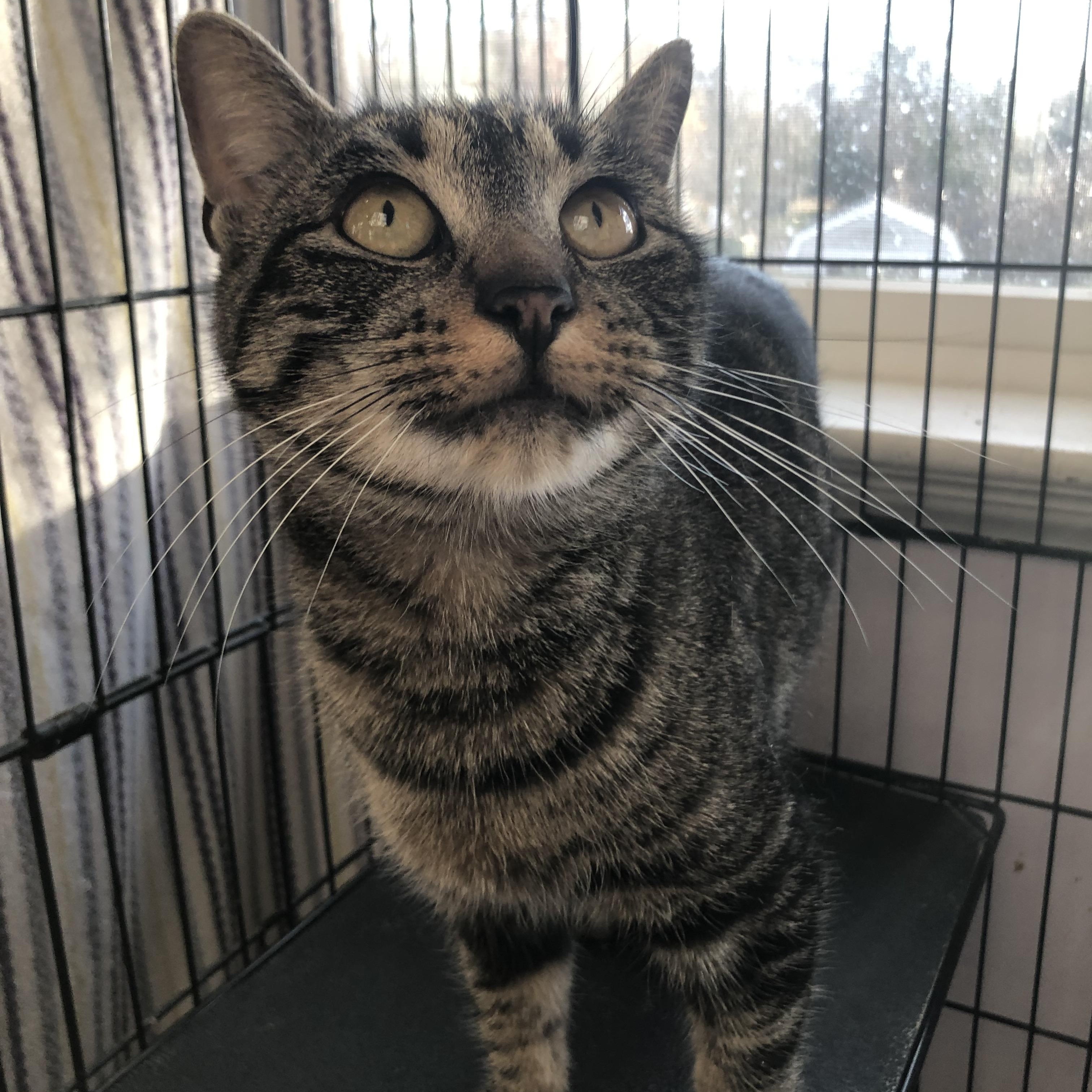 Shortcake, Adoptable, Adult Female Domestic Short Hair.