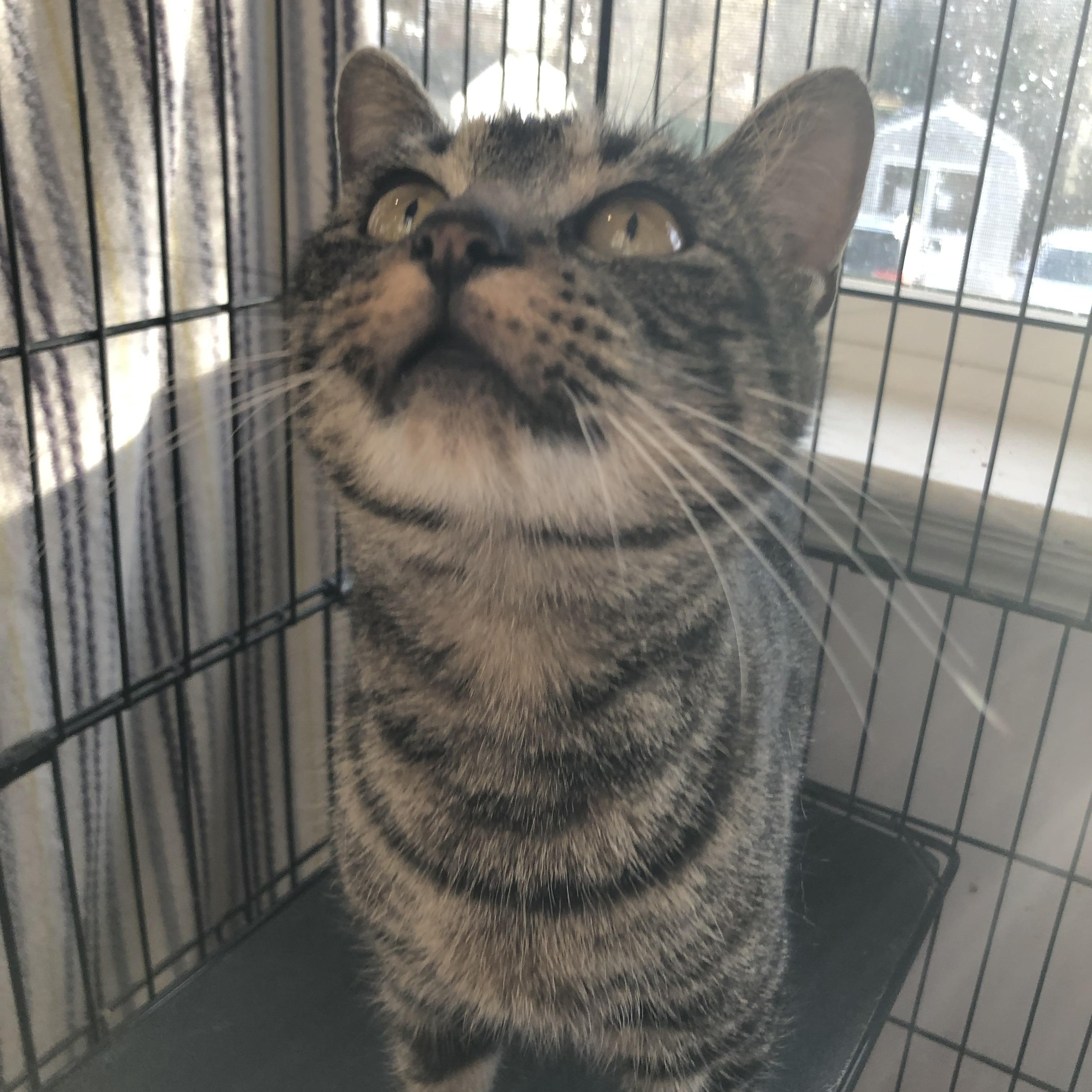 Enlarge Shortcake, an adopted Domestic Short Hair in Salisbury, MA image 4/5