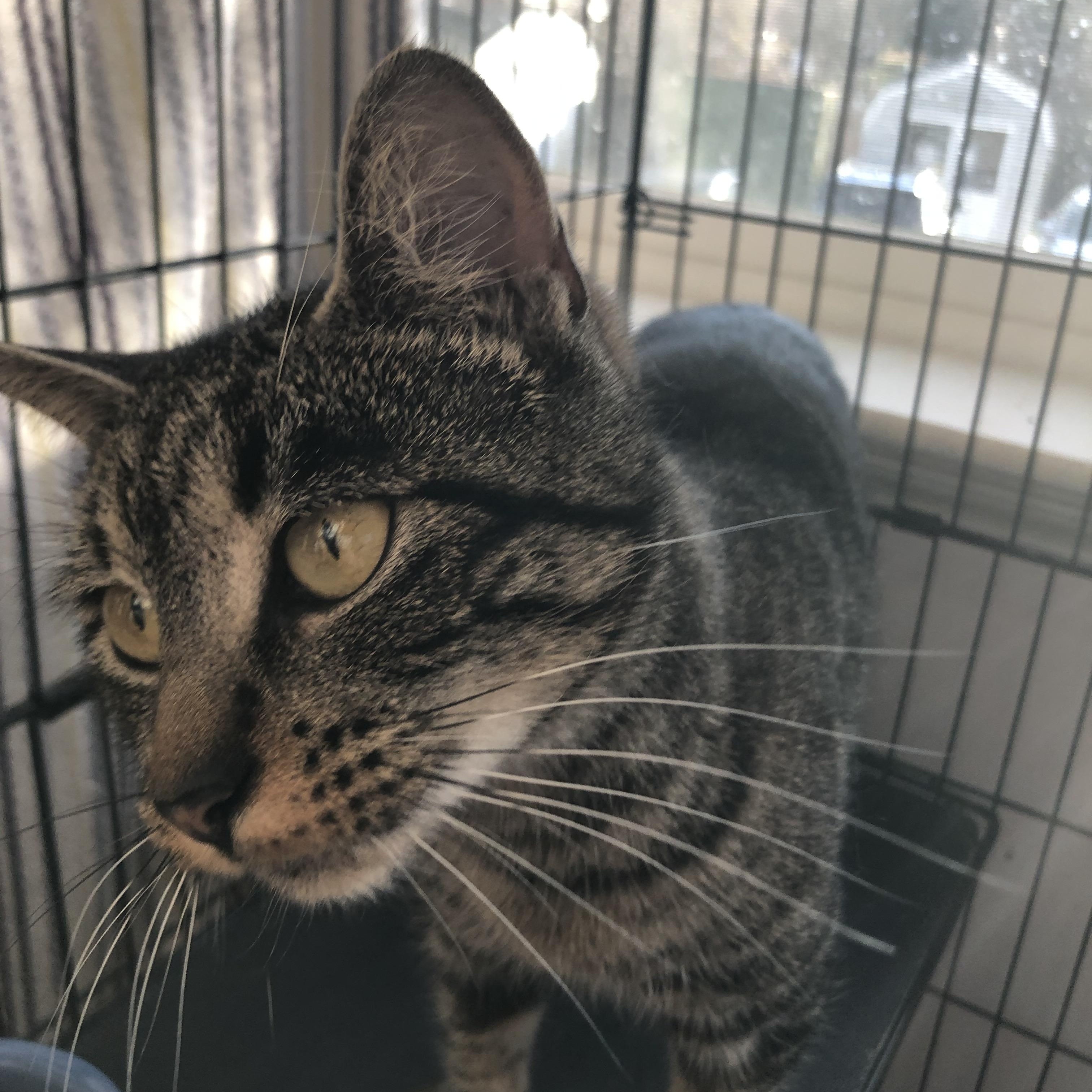 Enlarge Shortcake, an adopted Domestic Short Hair in Salisbury, MA image 3/5