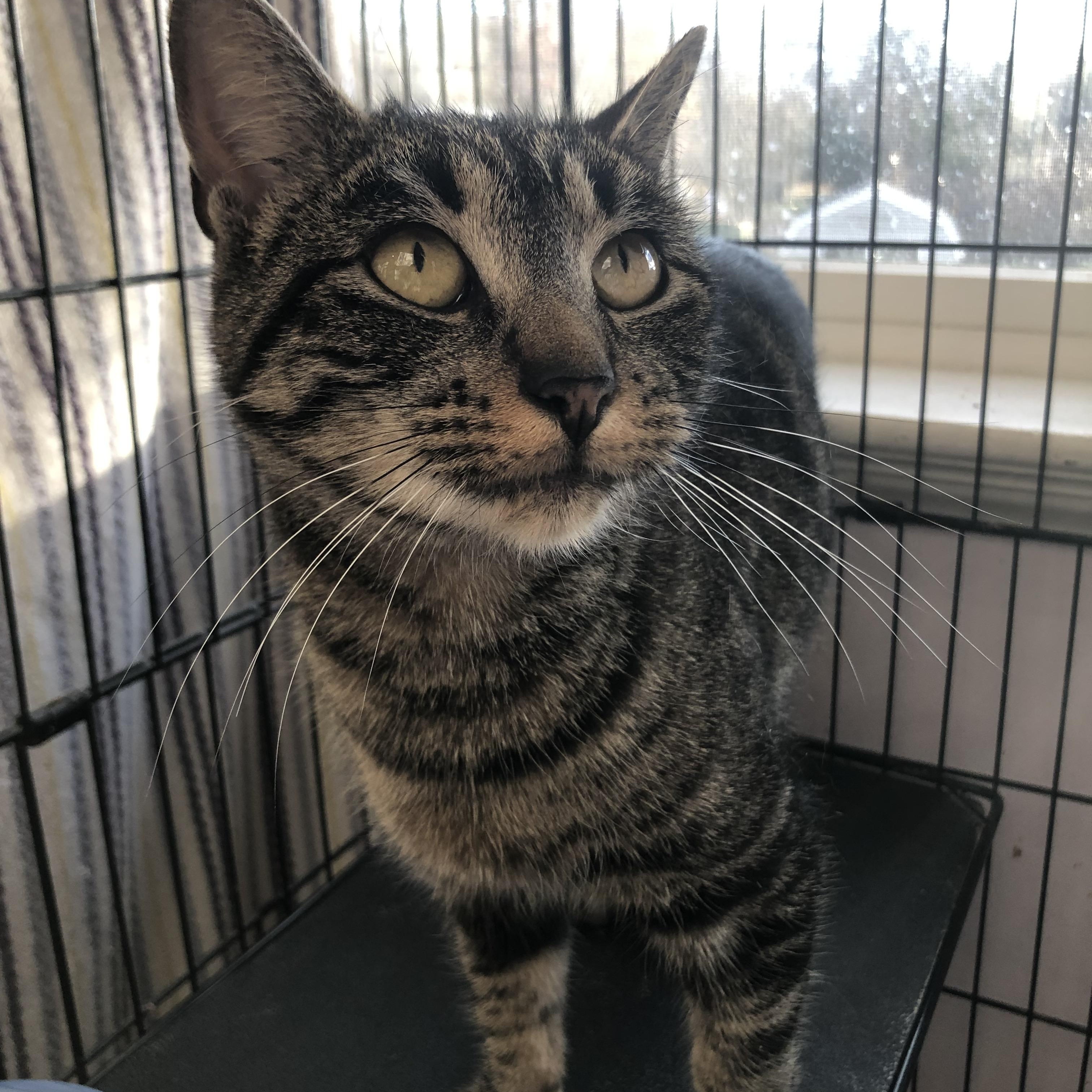 Enlarge Shortcake, an adopted Domestic Short Hair in Salisbury, MA image 5/5