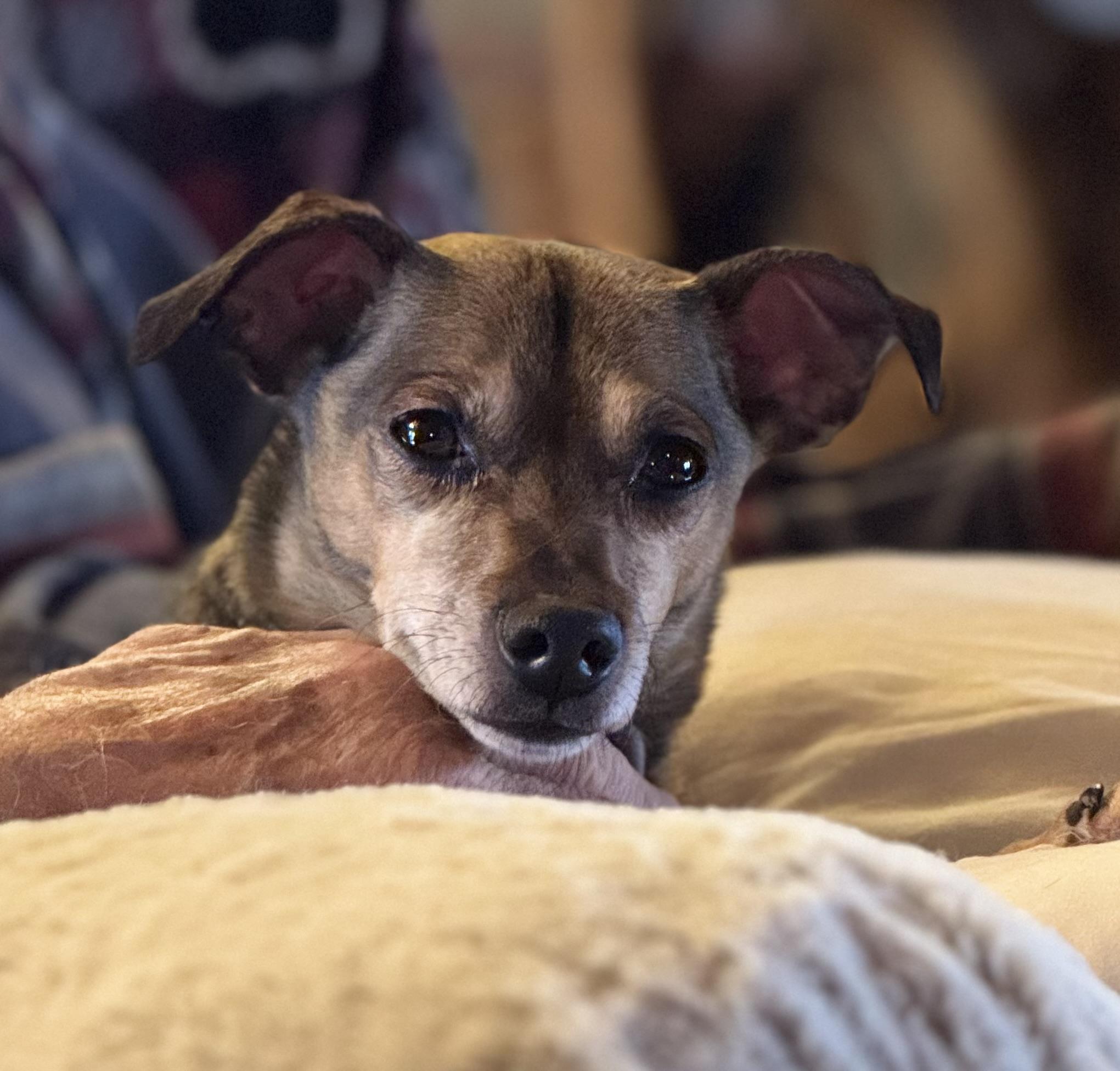 Leo, ADOPTABLE, Adult Male Chihuahua & Rat Terrier.