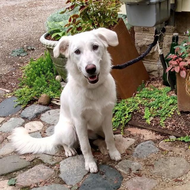 Tiffany, Adopted, Adult Female Golden Retriever & Australian Shepherd.