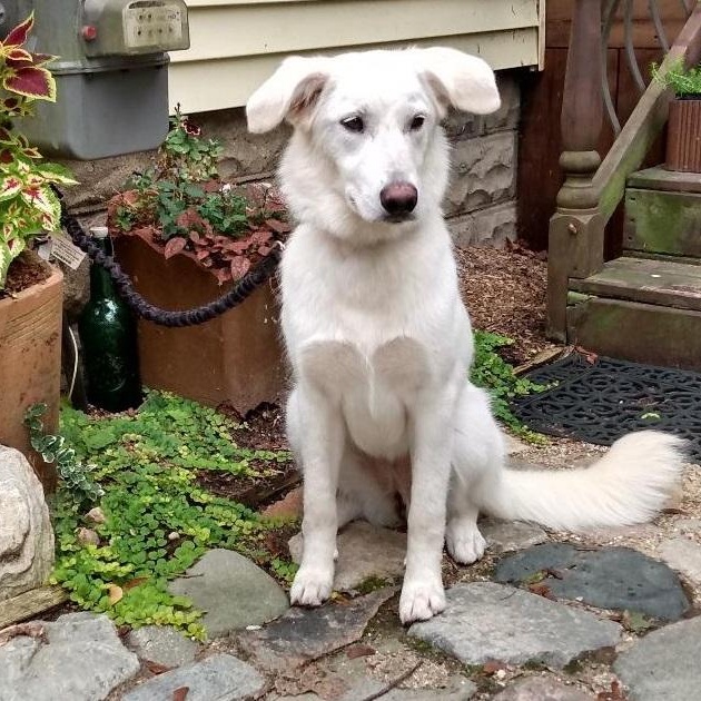 Enlarge Tiffany, a Adopted mixed breed in Lansing, MI image 4/4
