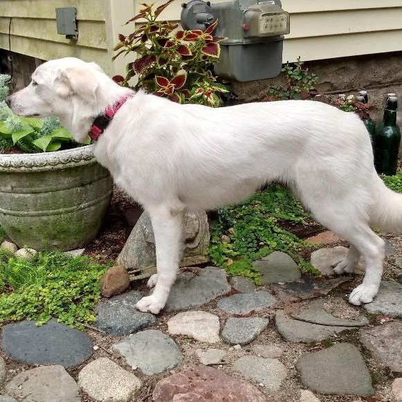 Enlarge Tiffany, a Adopted mixed breed in Lansing, MI image 3/4