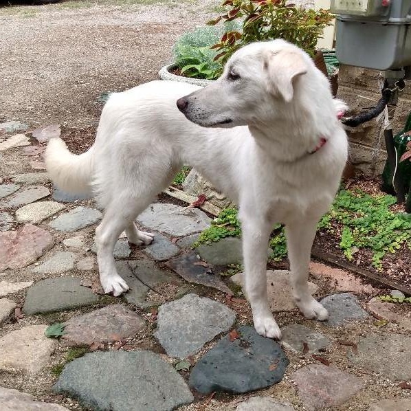 Enlarge Tiffany, a Adopted mixed breed in Lansing, MI image 2/4