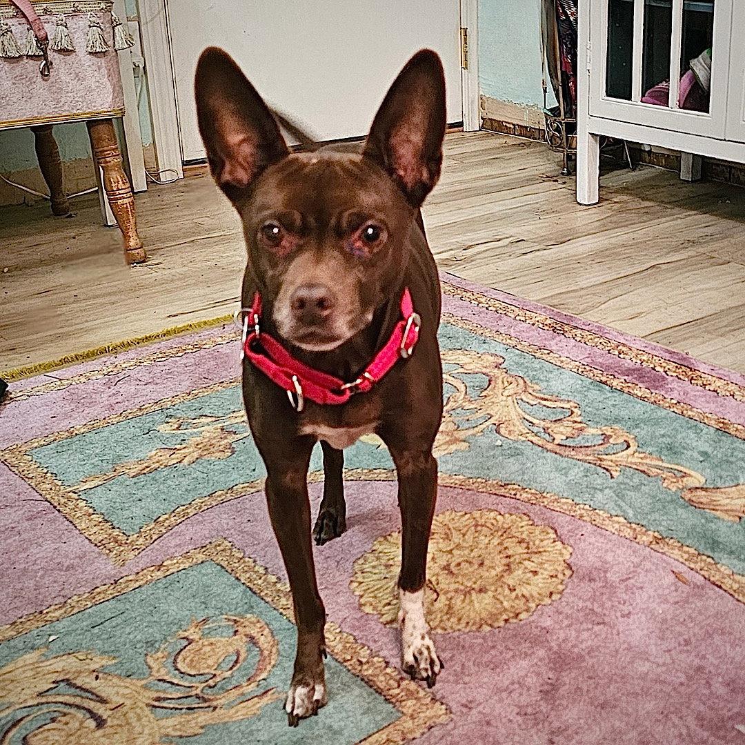Nixie (WA), a Adoptable Rat Terrier in Pullman, WA image 3/3